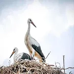 Large, Atmospheric In The Countryside Belczna