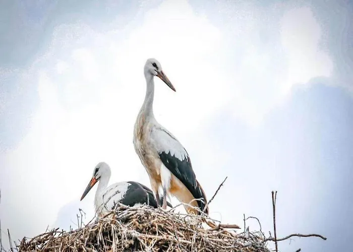 Large, Atmospheric In The Countryside Belczna